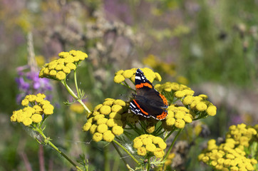 Butterfly red admiral on a bright yellow flowers of tansy on a beautiful blurred background