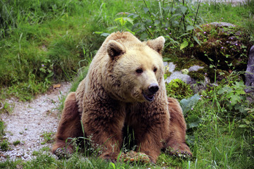 Europäischer Braunbär (Ursus arctos) 