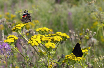 Butterfly red admiral and peacock butterfly with folded wings sitting on yellow flowers of tansy