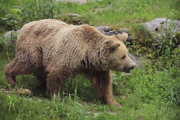 Europ&auml;ischer Braunb&auml;r (Ursus arctos) 