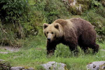 Fototapeta na wymiar Europäischer Braunbär (Ursus arctos) 