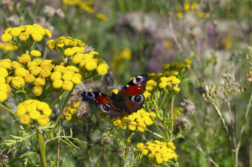 Peacock butterfly on a bright yellow flowers of tansy on a beautiful blurred background