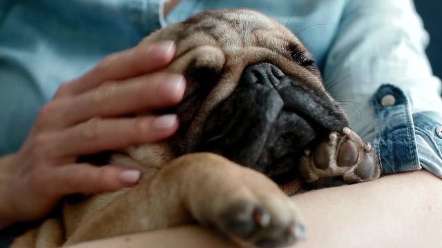 Cute pug sleeping on the owners hands. Young woman pet hre little dog.
