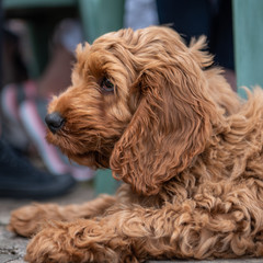 Red Cockapoo puppy lying down