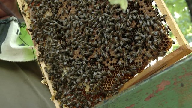 The beekeeper gets a frame with honey from the Uli