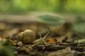 soft focus slowly snail animal close portrait on a ground on unfocused blurred bokeh background nature environment with empty space for copy or text