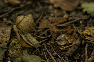 animal wildlife autumn concept of snail close portrait between dirty dark brown falling leaves on ground 