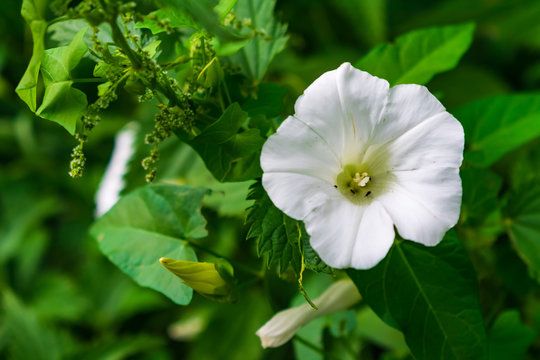 Acker-Winde Bl&uuml;te wei&szlig; closeup