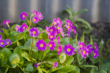 Primrose flowers of purple color in the garden