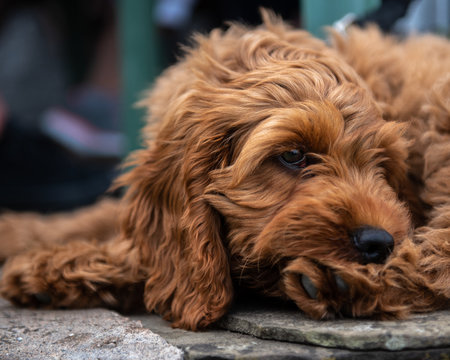 Red Cockapoo puppy lying down