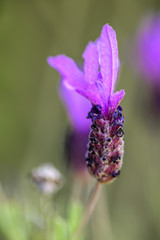 Single head of purple Lavender, in full bloom