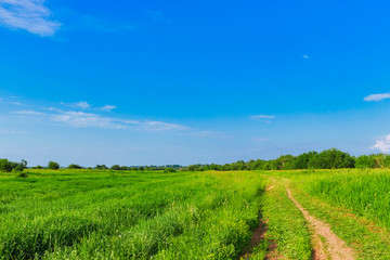 Fototapeta na wymiar dirt road in the field on a summer day