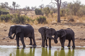 African bush elephant in Kruger National park, South Africa ; Specie Loxodonta africana family of Elephantidae