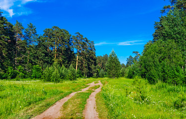 Fototapeta na wymiar dirt road in the forest on a summer day