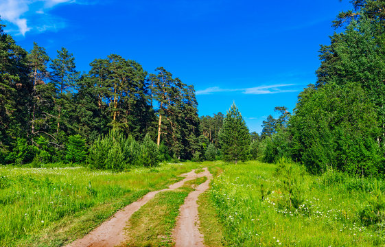 dirt road in the forest on a summer day