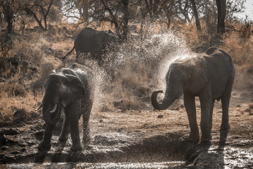 Fototapeta na wymiar African bush elephant in Kruger National park, South Africa ; Specie Loxodonta africana family of Elephantidae