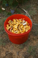 Mushrooms in the bucket