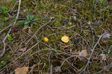 Mushrooms 11