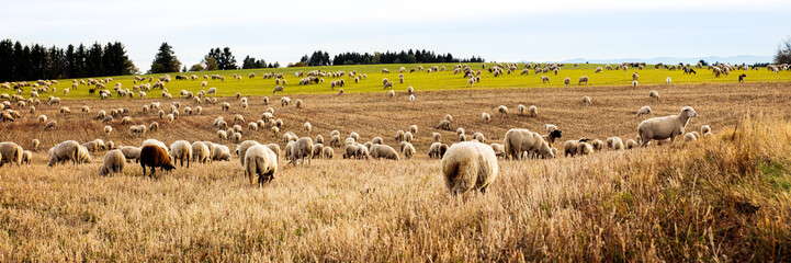 Panorama, herd of sheeps grazing on a field