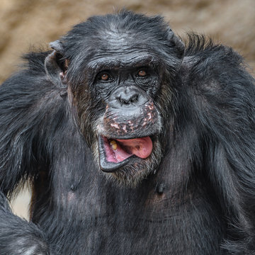 Portrait of funny Chimpanzee making faces