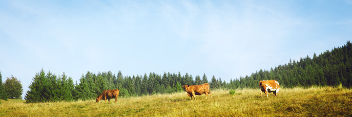 panorama, cow herd grazing on a hilly pasture