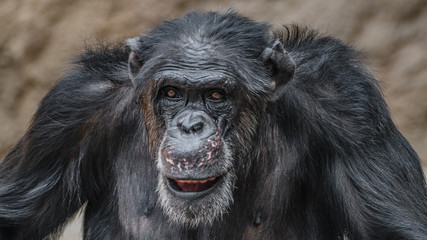 Portrait of funny Chimpanzee making faces