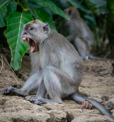 Naklejka na ściany i meble Long-tailed macaque monkey showing his teeth in Borneo Island, Sabah