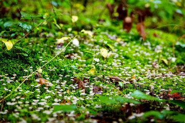 little white mushrooms on a mossy forest floor