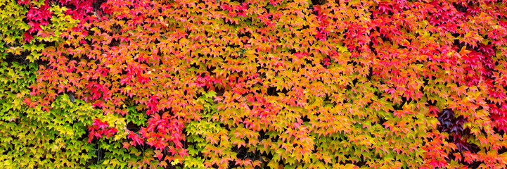 Obraz na płótnie Canvas Panorama, colorful autumn leaves