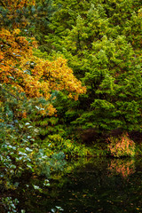 trees at a lake, autumn season