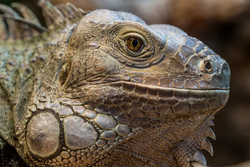 Fototapeta premium Leguan