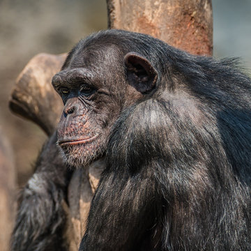 Portrait of depressed Chimpanzee