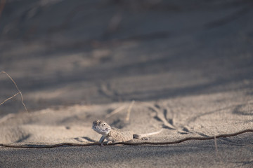 Lizard in the desert