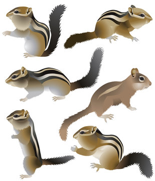 Collection of chipmunks in colour image
