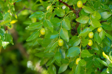 Green background of branches of jujube (jujube real, Chinese date, capiinit, jojoba, lat. In the process jujuba). It's summer