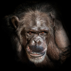 Portrait of depressed Chimpanzee at black background