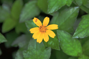 Yellow flowers in the garden on summer relaxing and refreshing in the day