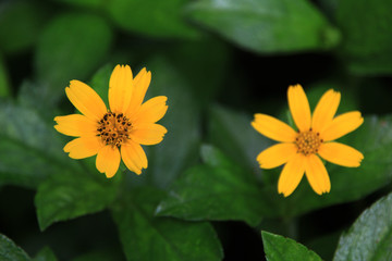 Yellow flowers in the garden on summer relaxing and refreshing in the day.