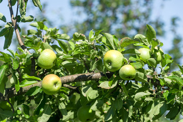 Green ripe apples grows on a branch among the green foliage