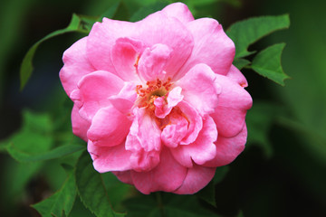 Pink rose flower in the garden on summer.
