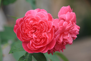 Red rose flowers in the garden on summer for show in your event.