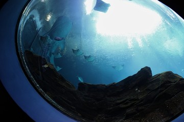 Aquarium skylight