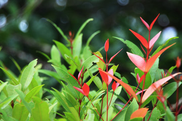 Closeup red and green leaf in the garden on summer use for background or wallpaper.