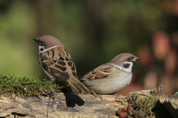  Feldsperling oder Feldspatz (Passer montanus)