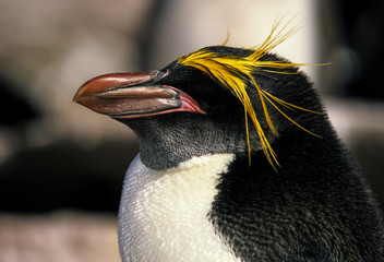 Obraz premium Złoty pingwin, pingwin makaronowy, Eudyptes chrysolophus, pingwin makarony