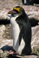 Naklejka premium Gorfou doré, manchot gorfou macaroni, Eudyptes chrysolophus, Macaroni Penguin