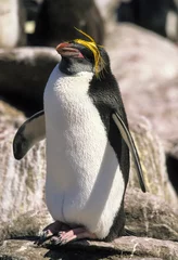 Fotobehang Gorfou doré, manchot gorfou macaroni, Eudyptes chrysolophus, Macaroni Penguin © JAG IMAGES