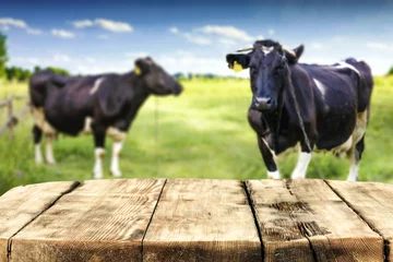 Foto auf Acrylglas Schreibtisch mit freiem Platz und ländlicher Landschaft mit Kühen. © magdal3na