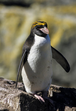 Gorfou dor&eacute;, manchot gorfou macaroni, Eudyptes chrysolophus, Macaroni Penguin