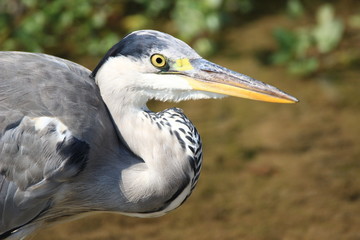 Grey heron